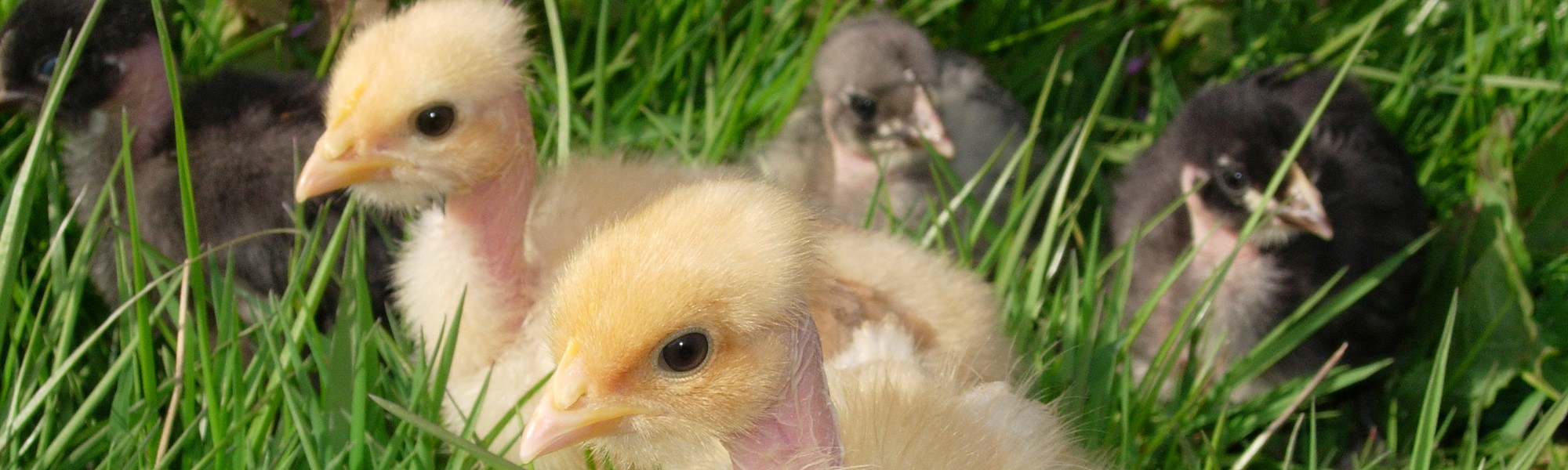 Poussins Fermiers du Bord de Sèvre