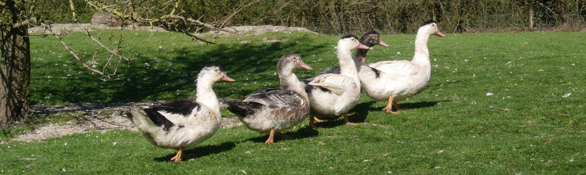 Canards Fermiers du Bord de Sèvre