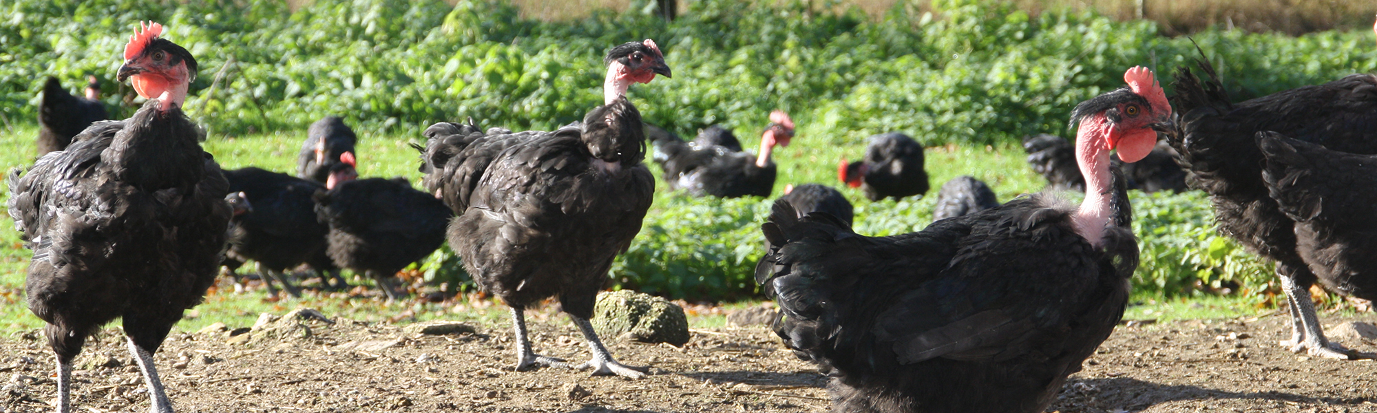 Poulets Fermiers du Bord de Sèvre